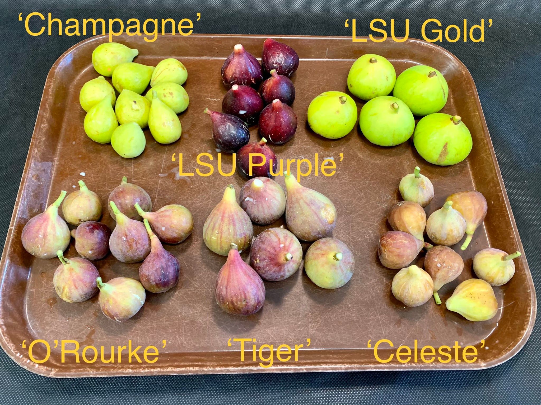 Ready, Set, Grow! July 2022 - Figs